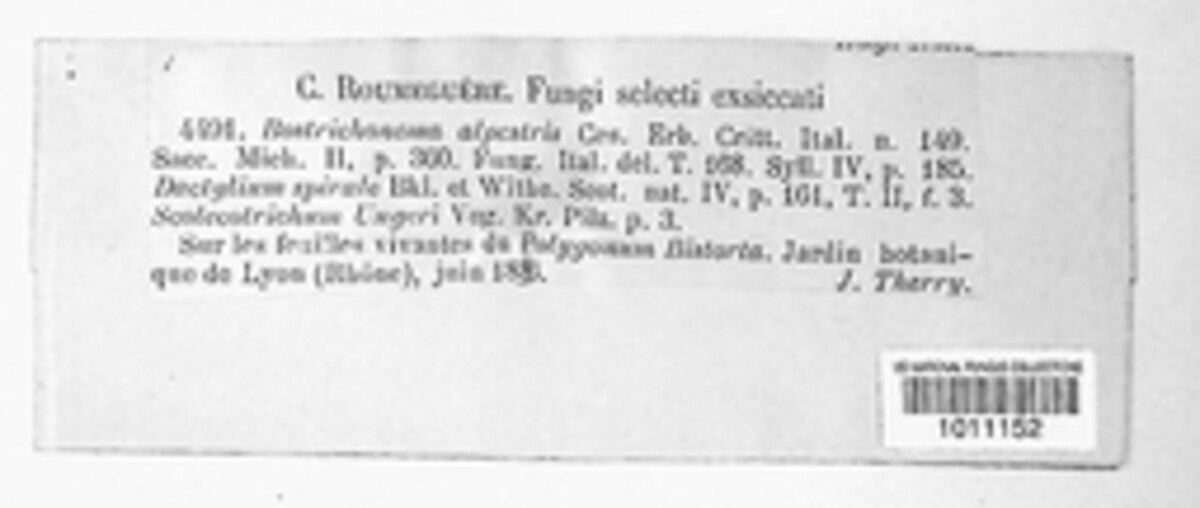 Diplocarpon alpestre image